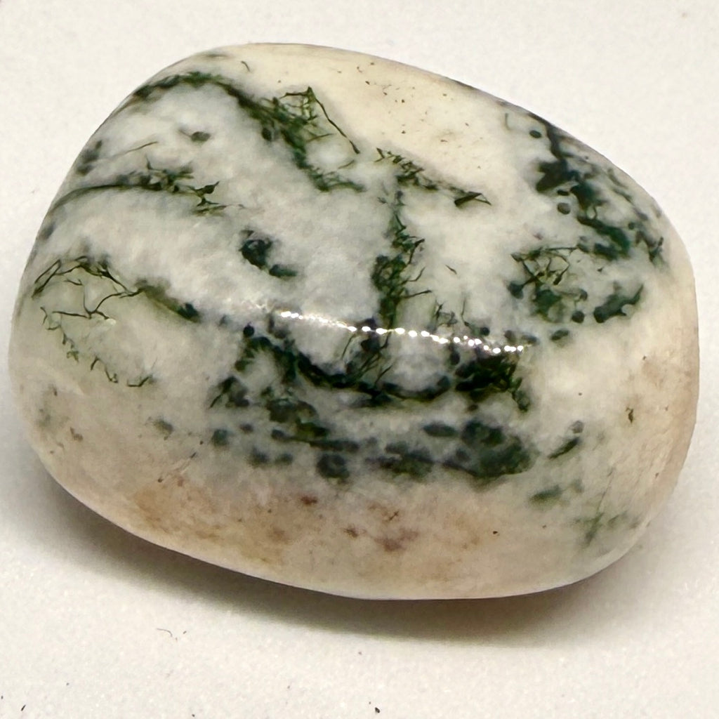 Tree Agate Tumblestone – Grounding, Calm & Nature Connection